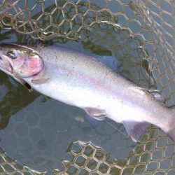 釣り納め ～大安トラウトレイク～